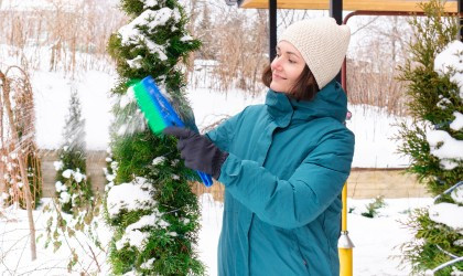 Tuja takarítása hosszú nyelú kefével