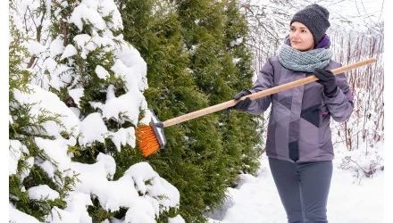 Téli növényápolás: miért és mivel kell leseperni a havat a növényekről?