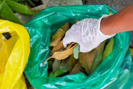 Levélszedés szemeteszsákba ősszel