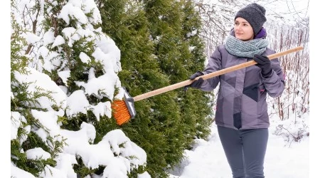 Téli növényápolás: miért és mivel kell leseperni a havat a növényekről?